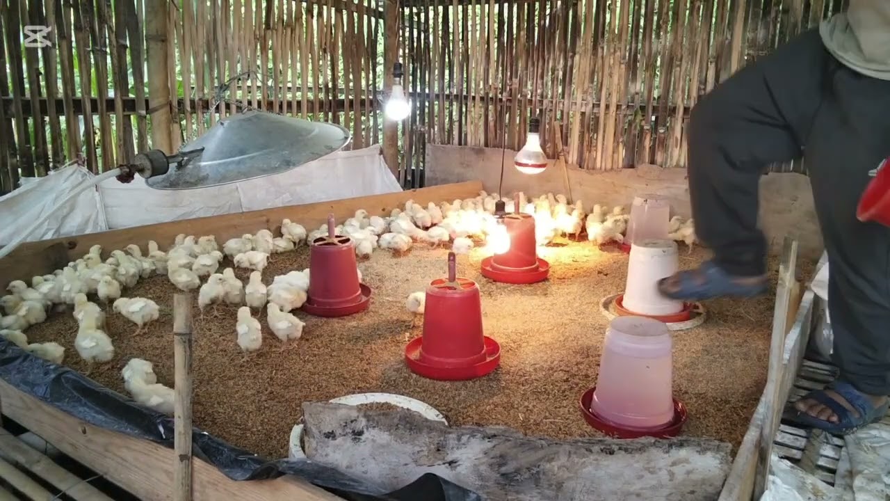 Boiler poultry farm 37 day chicken 🐔🐔