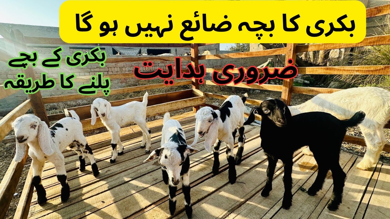 How to take care of goats kid | Modern goat farming | بکری کے بچے پلنے کا طریقہ #goatfarming #goat 