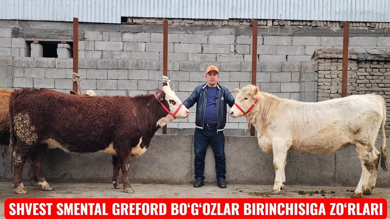 ARZONCHI LUTFULLO AKADA🔥 SHVEST ESTO‘N SMENTAL GREFORD BO‘G‘OZLAR🔥