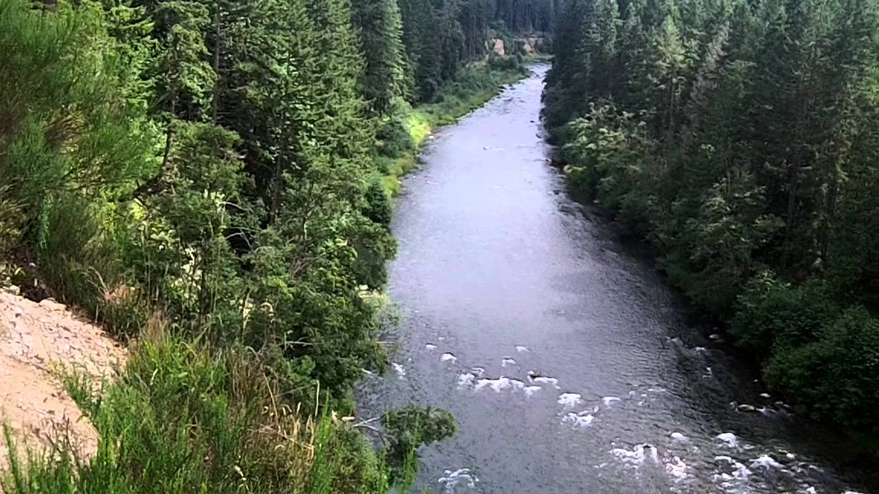 Timber Cruising Near The Nisqually River