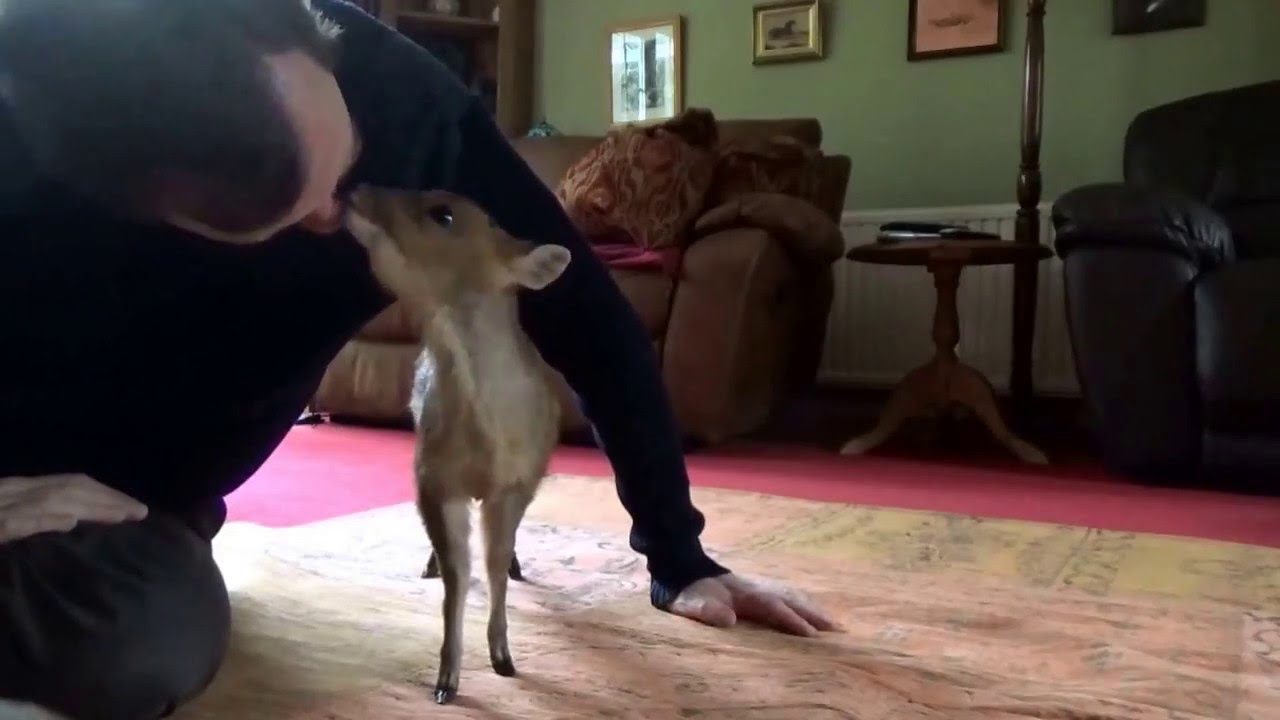 Bob the Muntjac movie