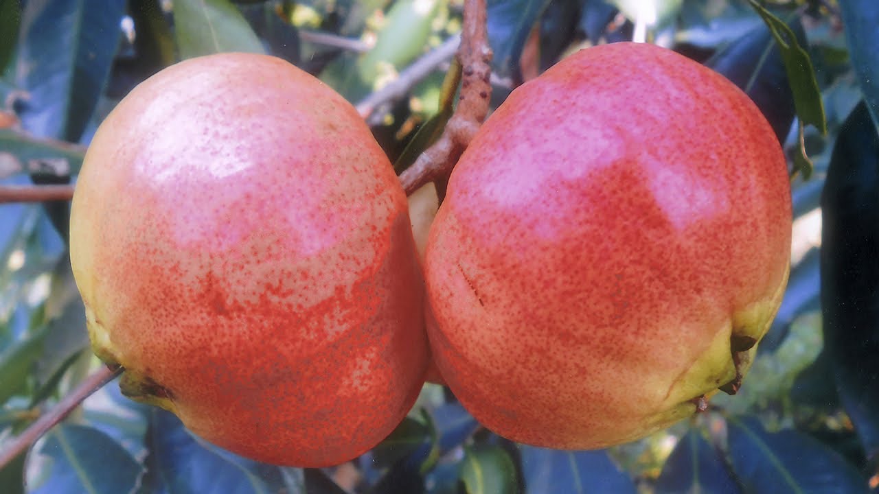 ผลไม้โบราณ “ชมพู่น้ำดอกไม้”