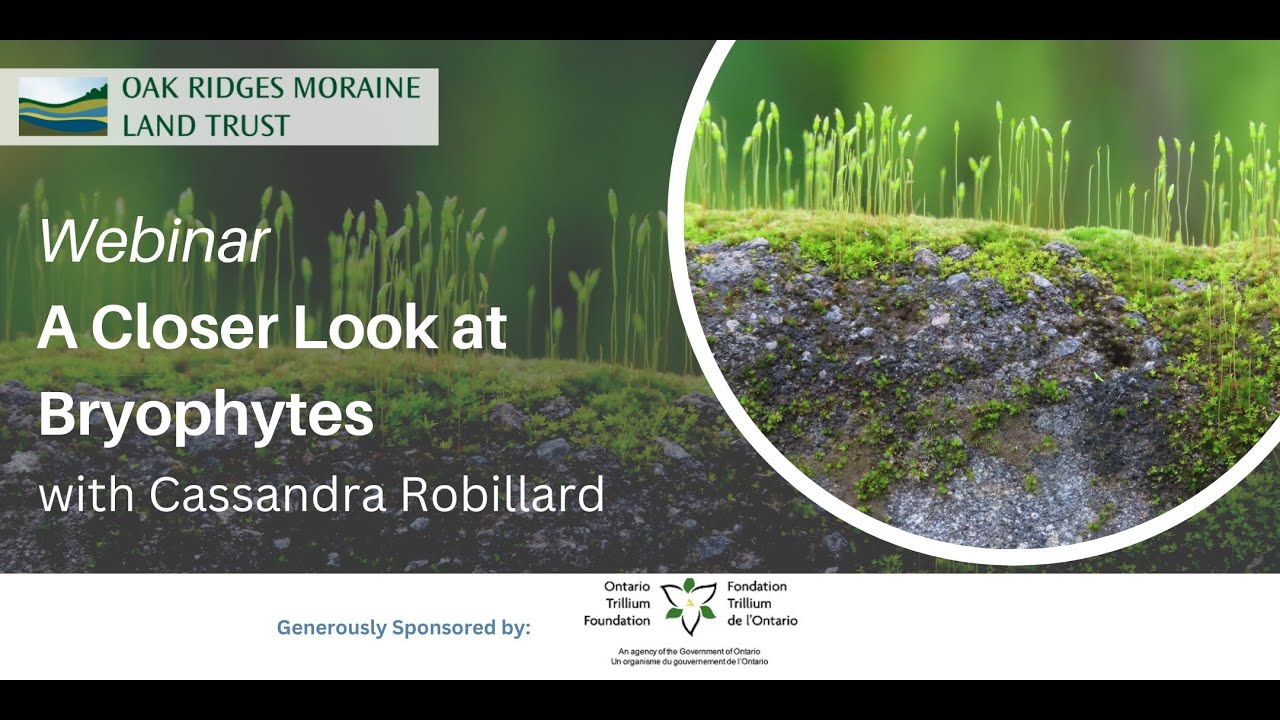A Closer Look at Bryophytes