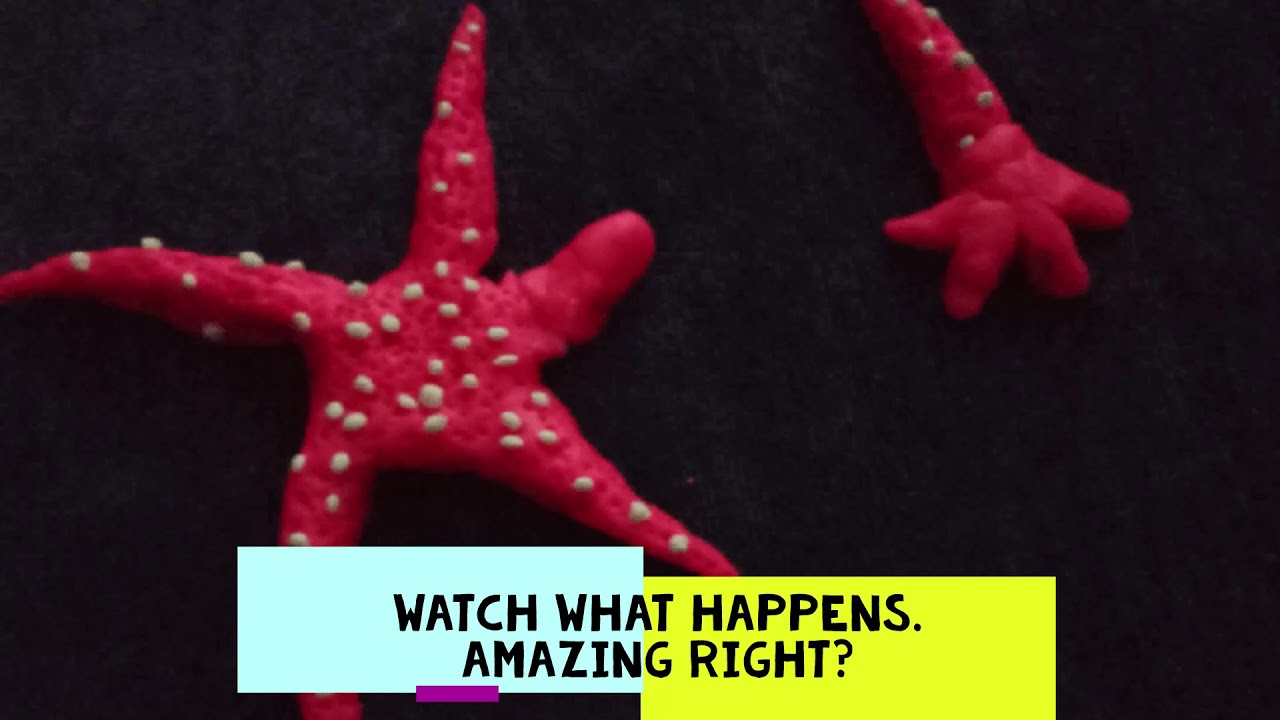 Fragmentation of a Starfish