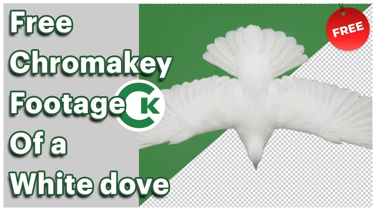 Free White Dove Flying Chroma Key Footage | Green Screen