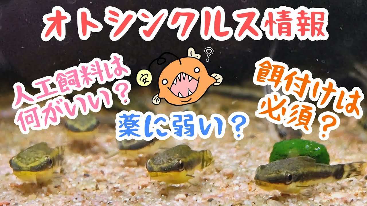 オトシンクルスの飼育で最初に知っておくと良いこと　その３