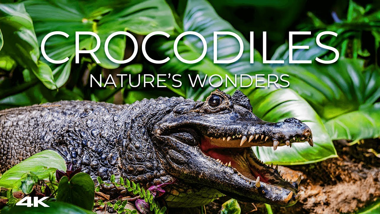 🐊 Untamed Crocodiles in 4K 🌍 | Close Encounters & Drone ✨ | Nature’s Wonders 🌿