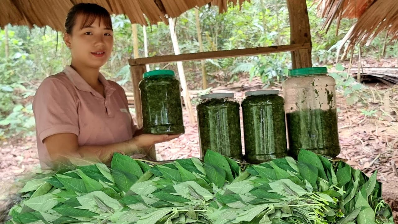 Pick cassava leaves to make sour vegetables, delicious country dishes and grow ginger