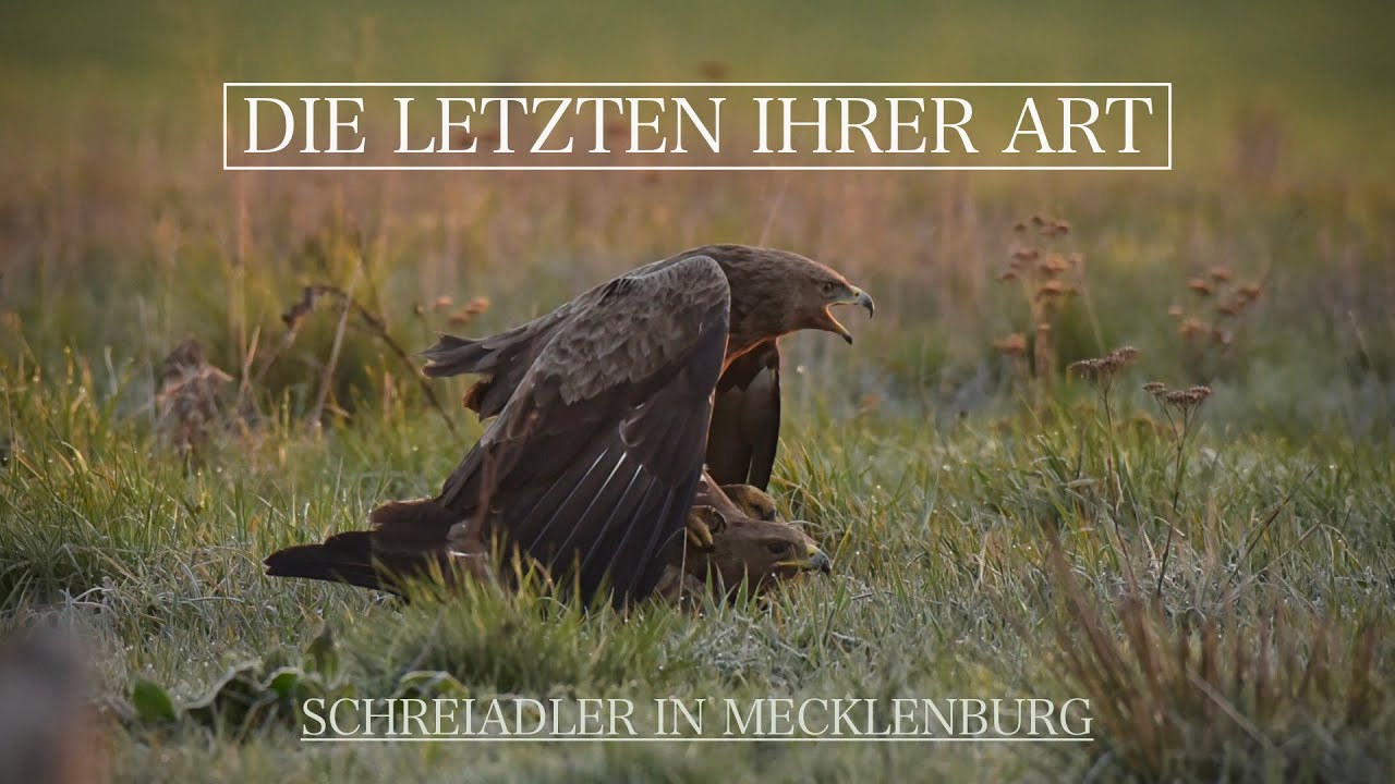 Lesser-spotted Eagles in Germany | Die Letzten ihrer Art