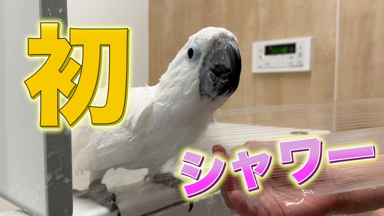 遊びすぎて羽が乱れたオウム、今年初のシャワーへ