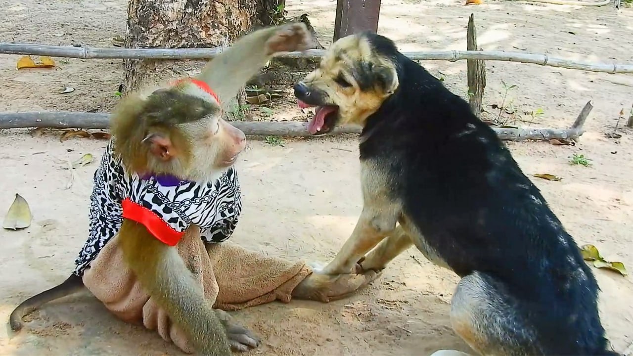SokYaa Shows Brave Attitude Facing a Playful