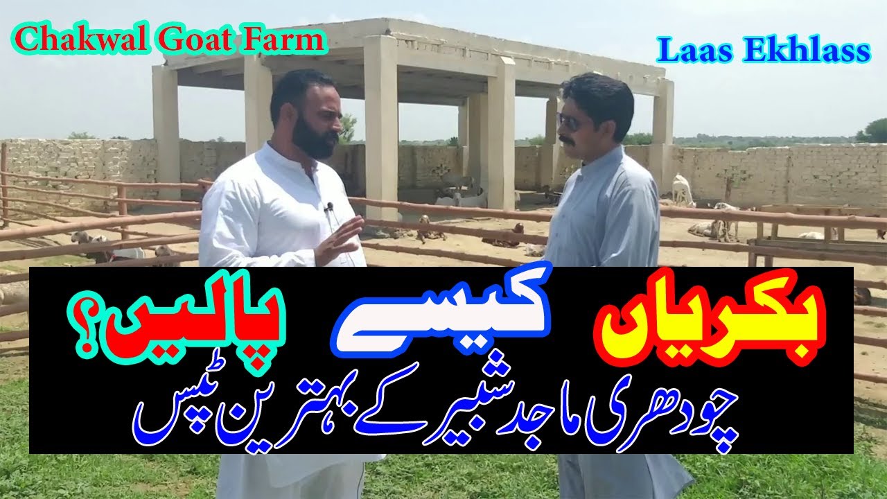 Tips By Ch. Majid Shabbir for Goat Farmers | Chakwal Goat Farm| Goat Farming