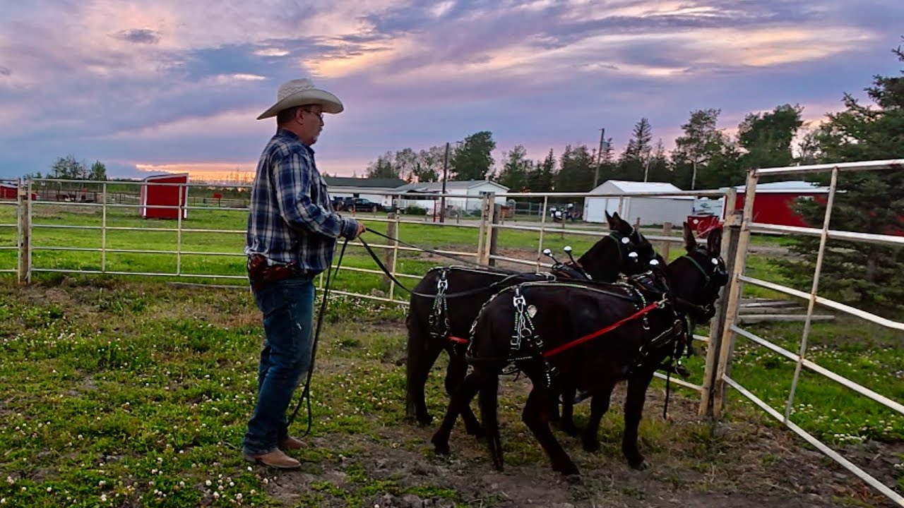 Working with the mini mules