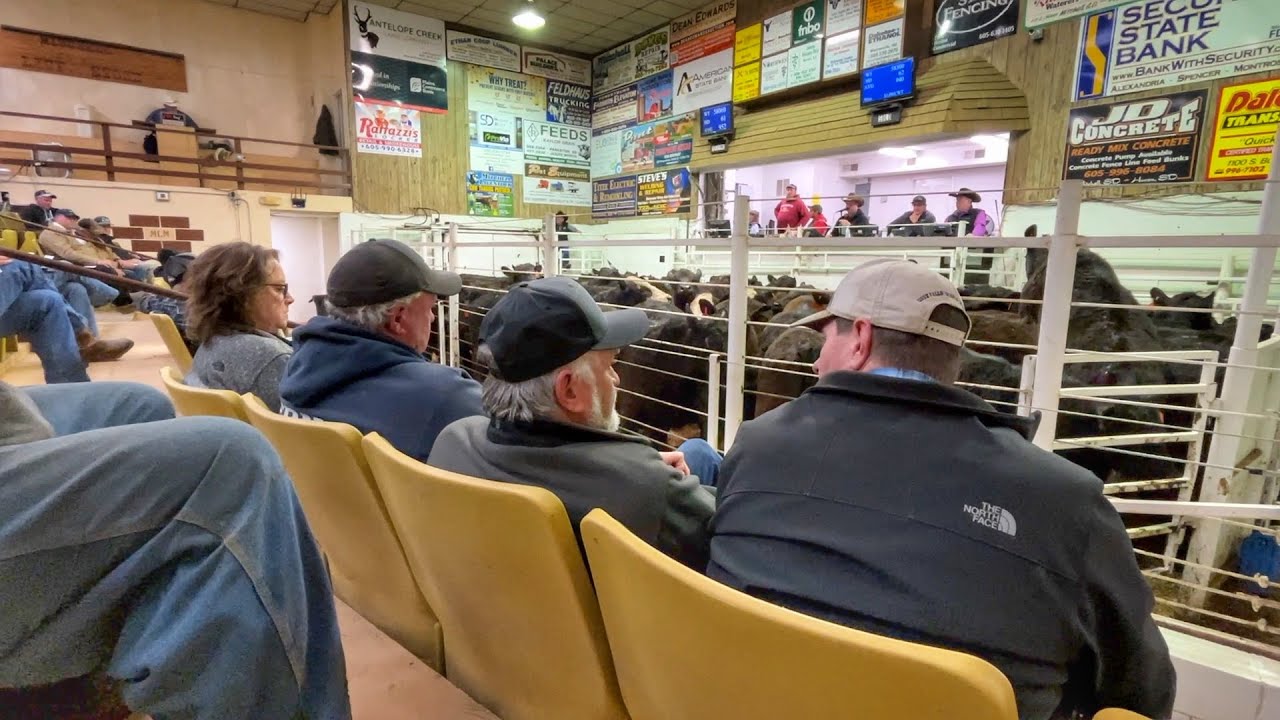 Selling Cattle in an All Time High Market