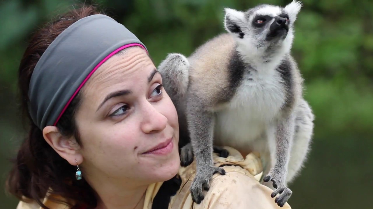 Lemurs Galore in Madagascar 2016 - Vakona Forest Lodge