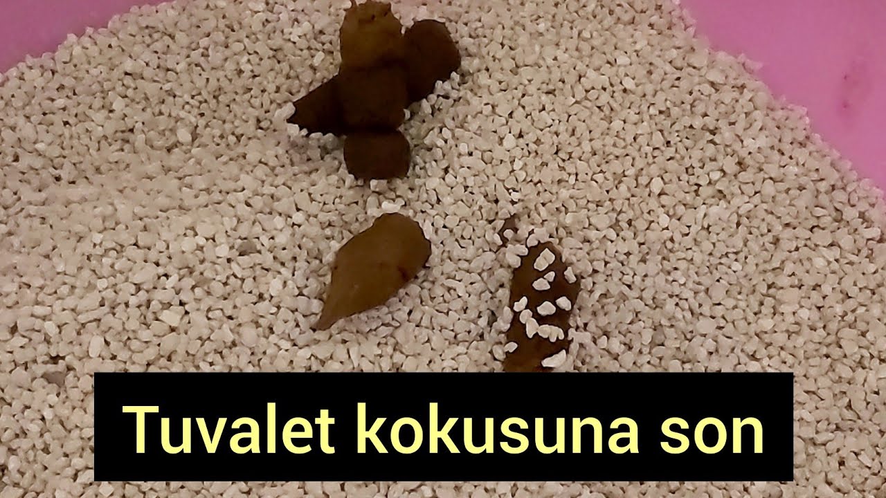 KEDİ TUVALETİ KOKUSUNA SON VEREN Y&Ouml;NTEM / İSTERSENİZ TUVALETİ SALONA KOYUN Hİ&Ccedil; KOKU YOK!!