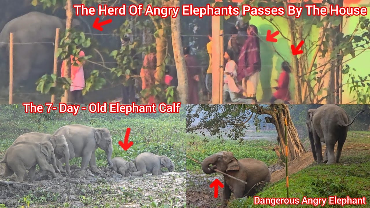 The Herd Of Angry Elephants Passes By The  House In The Middle Of The Village#Elephant #wildanimals 