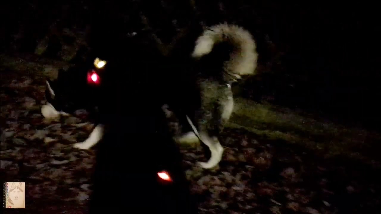 Husky Pointy's Spaziergang im Dunkeln mit neuen Reflektoren 