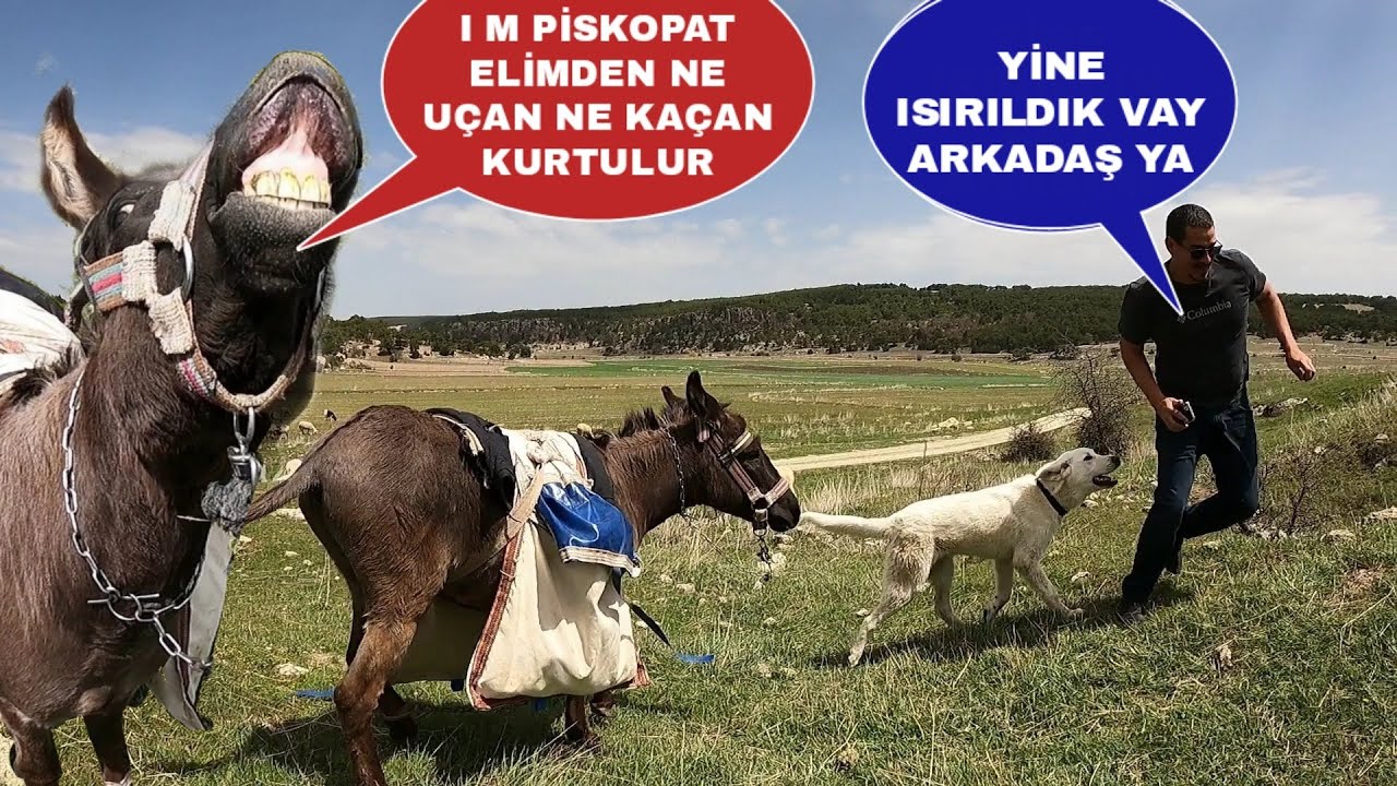 PİSKOPAT BİROL BAŞYİĞİT'E SALDIRDI!!KUZULARI MERAYA SALDIK EĞLENCELİ DAKİKALAR