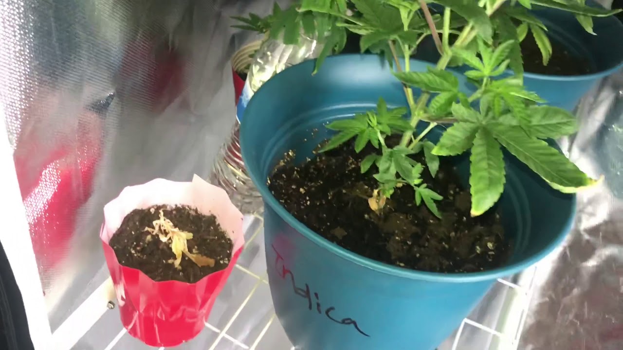 Indoor Growing Ep 6 Hermied Plants?