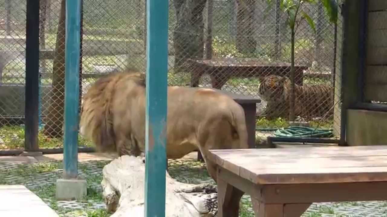 Lion at Tiger Kingdom, Chiang Mai