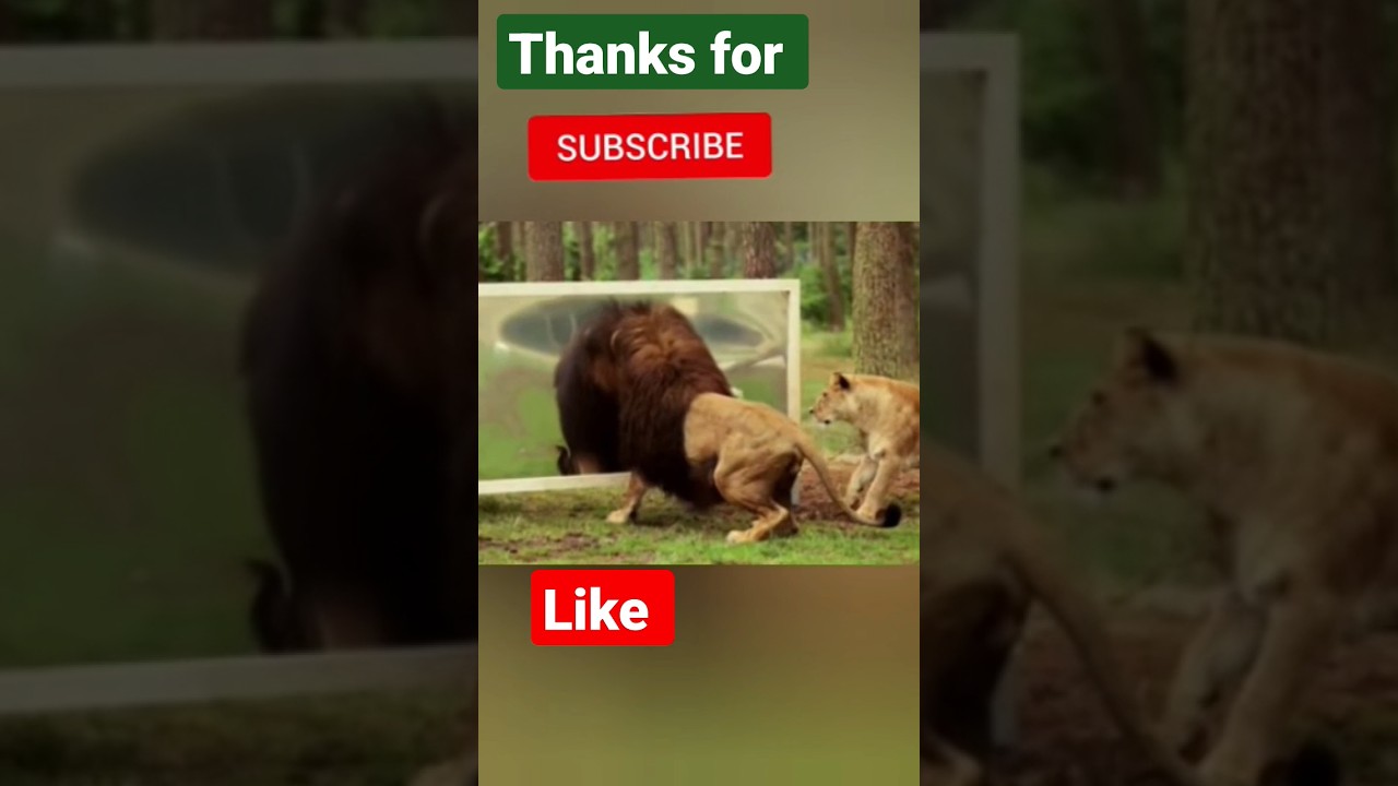 Lion vs Mirror 🪞 Amazing 🤩#viralvideo #trading #youtubeshorts #shortsvideo #shorts #lion#mirror