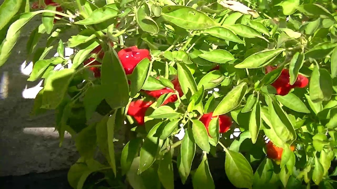 My Hot Pepper Garden 2023  - Video Two