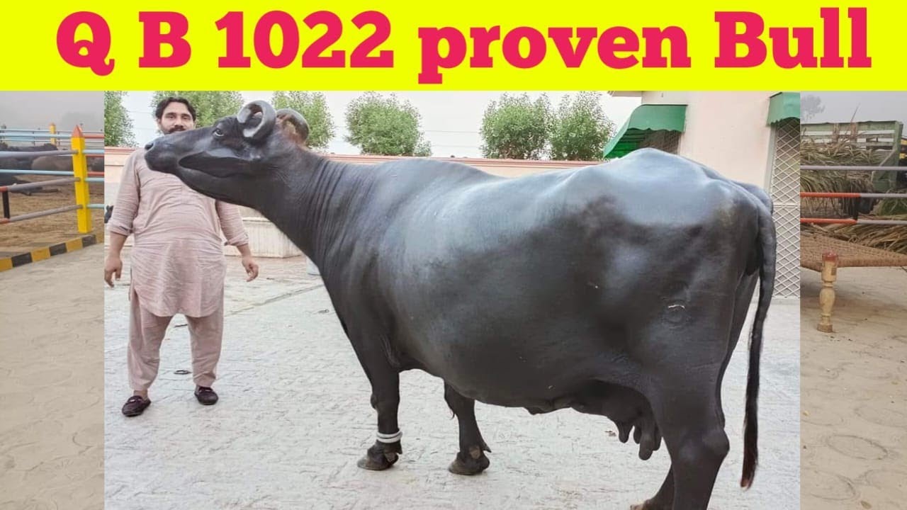 Qb 1022 Proven Bull 🐂 || Ch Rafiq Gujjar, Ch Ali Akbar Gujjar || Beautiful High Milking Buffaloes