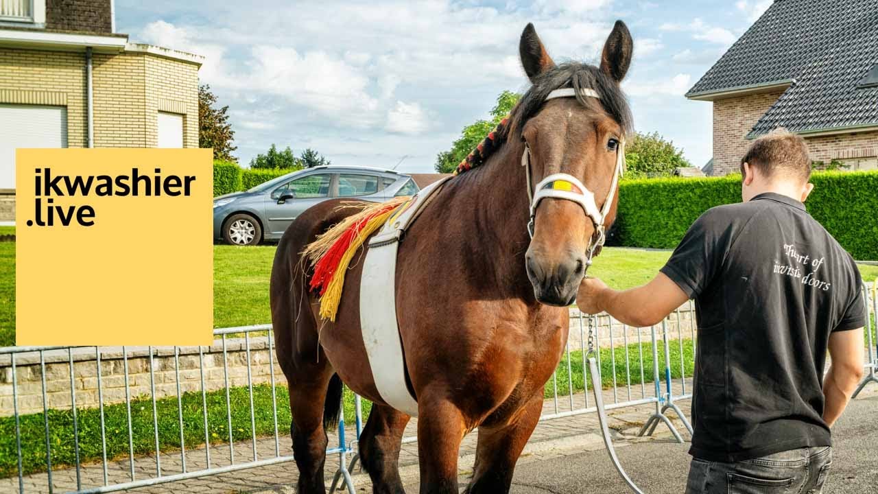 123 Belgisch trekpaarden, BWP, pony&rsquo;s en 42 Belgisch Witblauw op jaarmarkt Schepdaal, Vlaams-Brabant