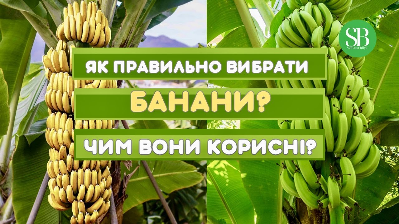 Як вибрати банани? Чим вони корисні? Кому не можна їсти банани? #світланабілик #банани