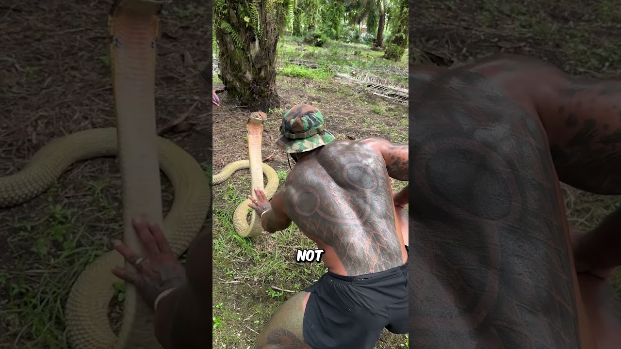 Raising a Wild King Cobra with One Hand &mdash; A Moment of Trust