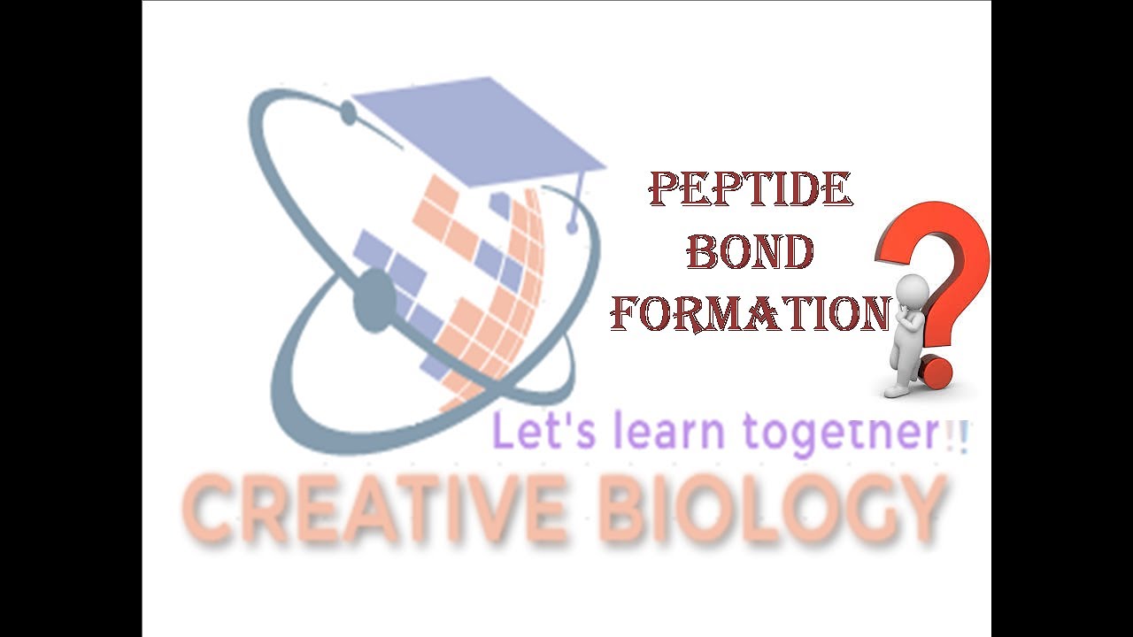 CSIR UGC NET-Chapter 1 (part 5) peptide bond formation#CSIRUGCNET #AMINOACID #lifesciences #protein