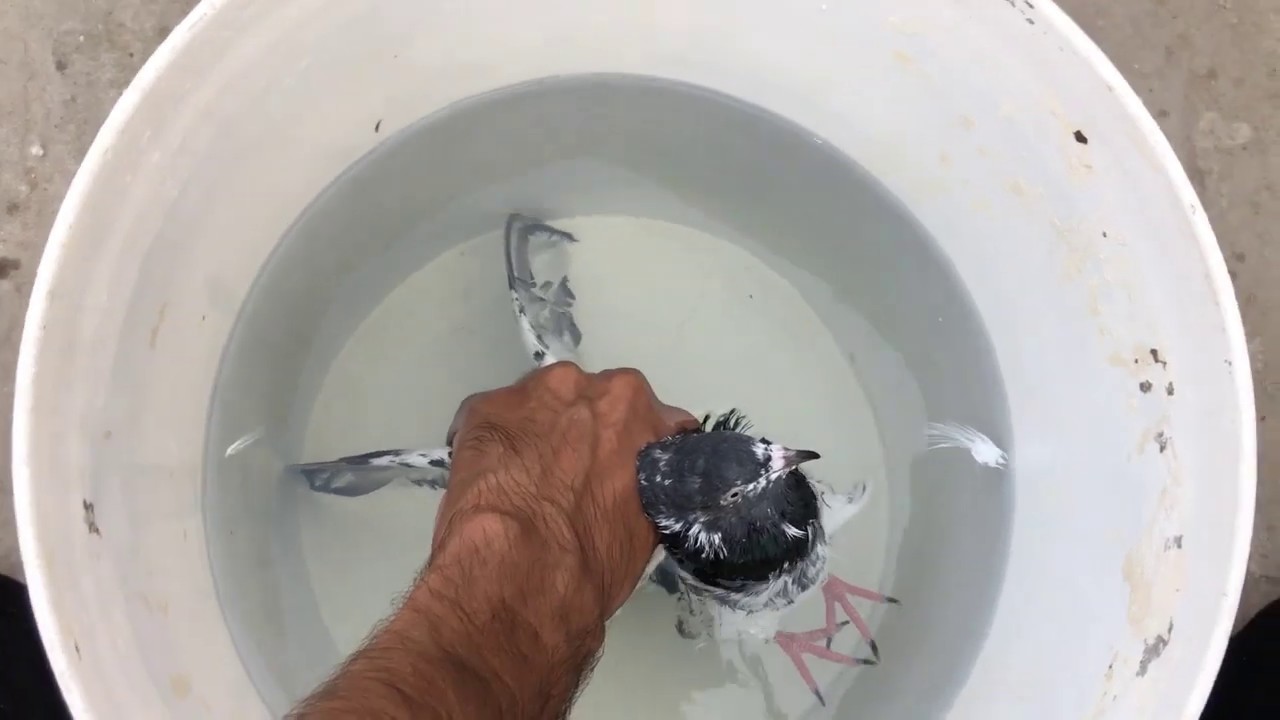 Pigeons Lice Treatment - Kabootaro k Juen OR Mehek Ka 100% Elaj