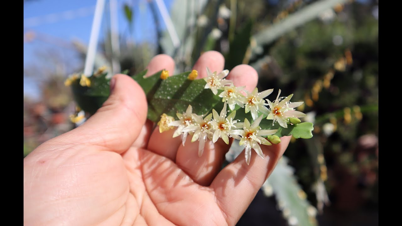 Cuidados del Rhipsalis houlletiana -  Lepismium houlletianum - Cactus Sierra - flora argentina