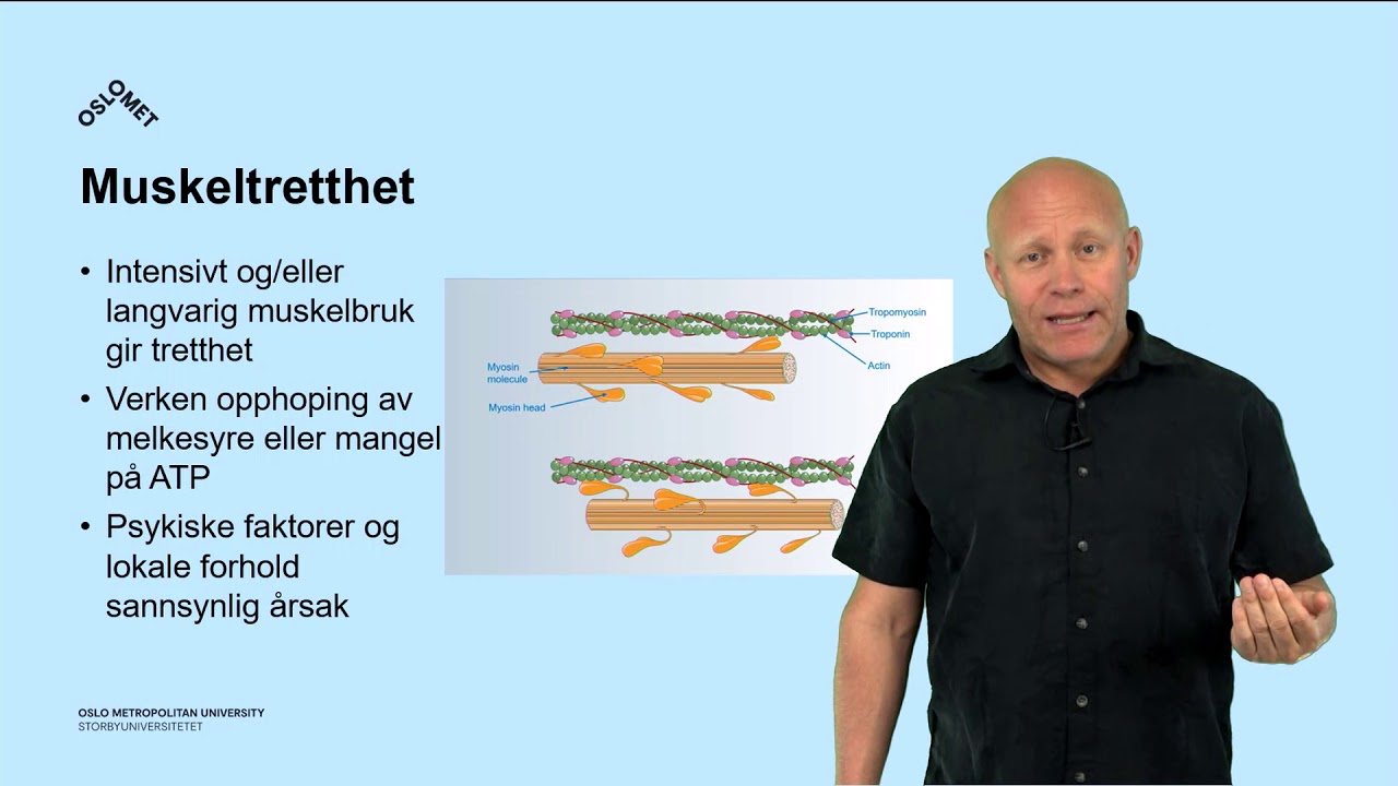 Egenskaper ved skjelettmuskulaturen