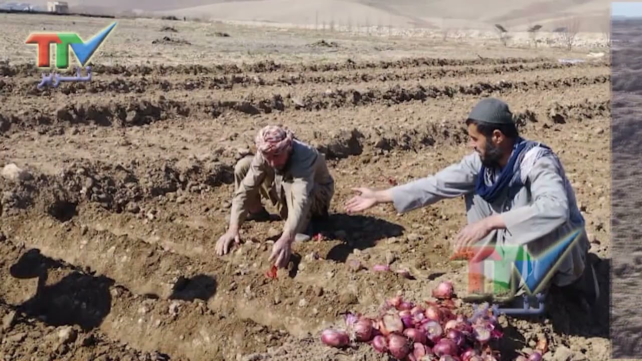 برگزاری برنامه رهنمایی کشت پیاز تخمی در ولسوالی دند غوری ولایت بغلان