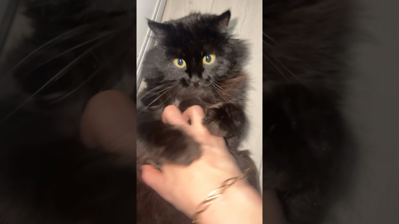 Привет 👋 #cat #веселыекоты #прикольныекоты #видосыоткота #kitten #mycatvlog