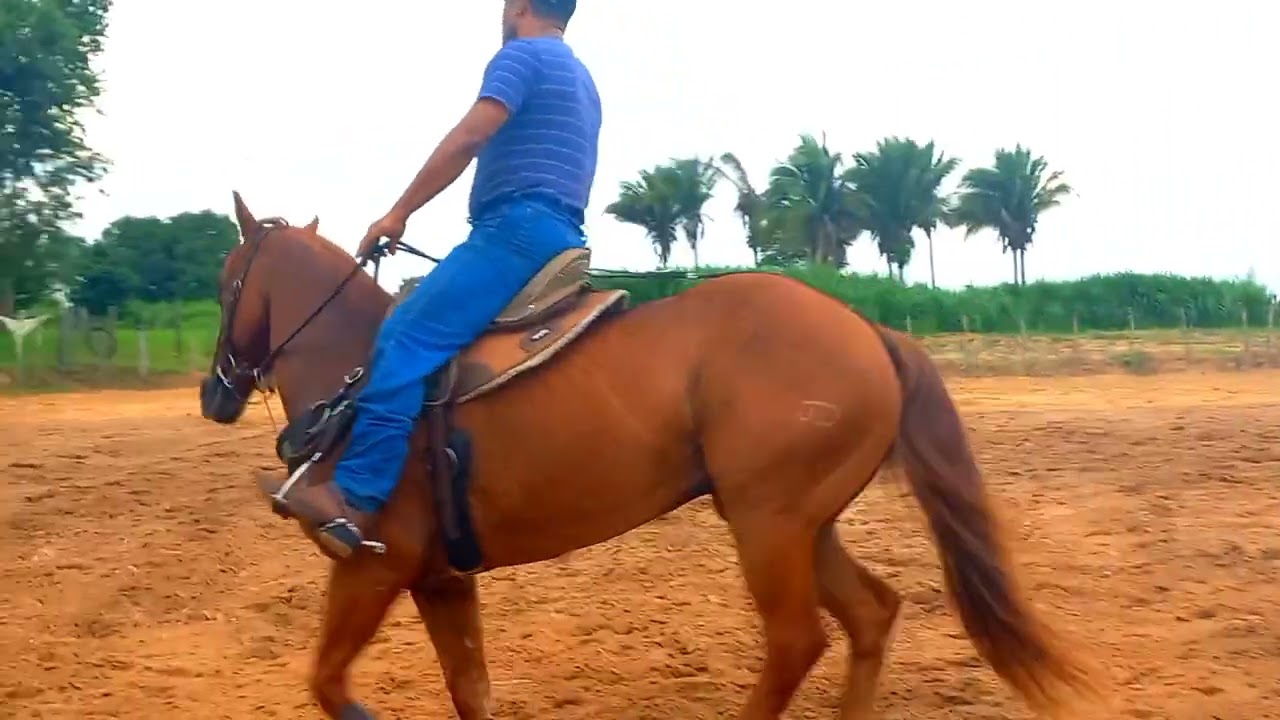 COMO ENSINAR SEU CAVALO GALOPAR NA MÃO  DE DENTRO DO BOI