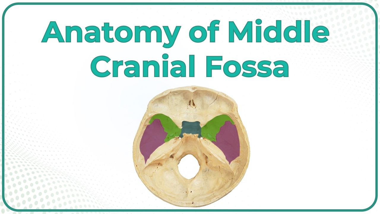 Anatomy of Middle cranial Fossa