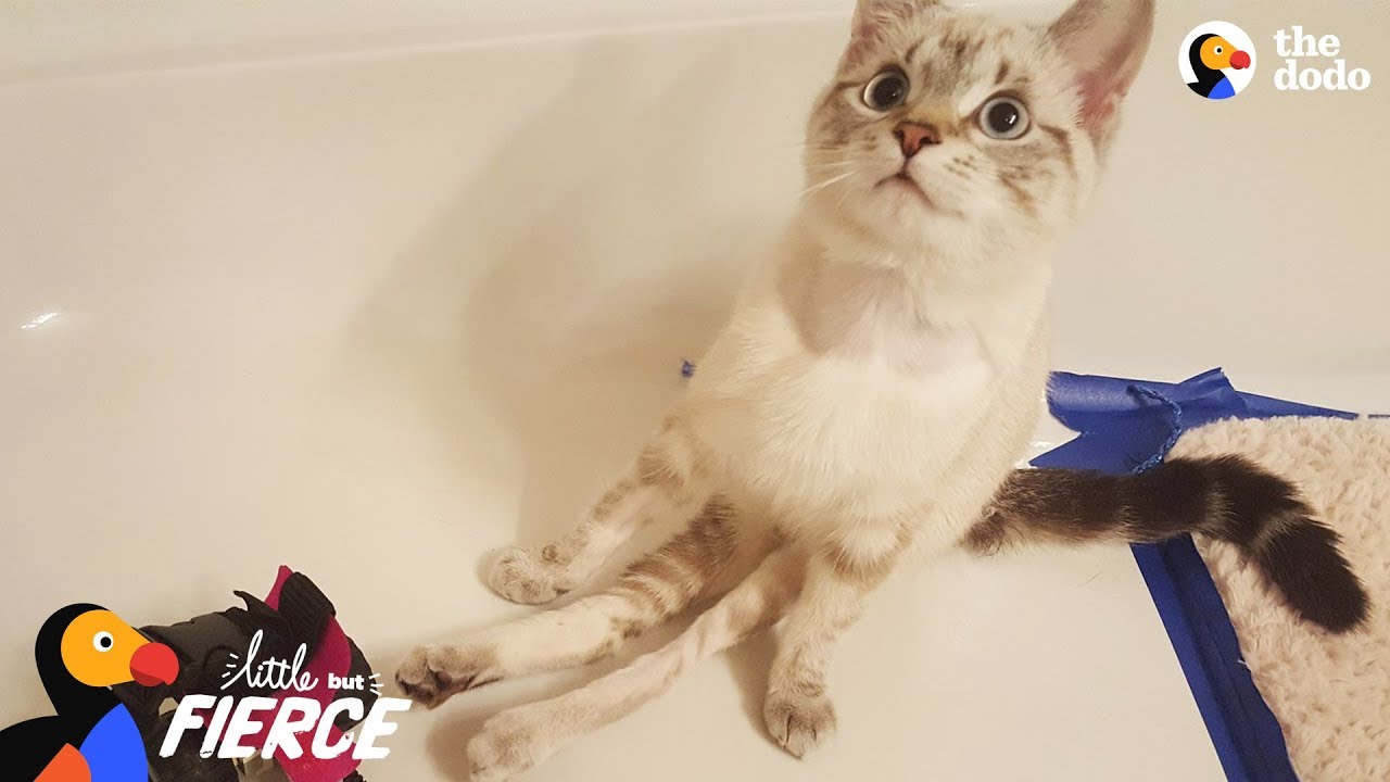 Tiny Paralyzed Kitten Is A Fighter - ELLE | The Dodo Little But Fierce