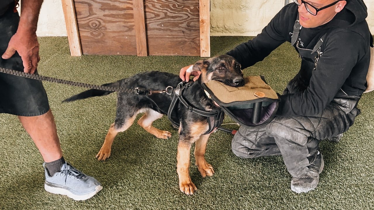 Nui von Riccar - 3 months