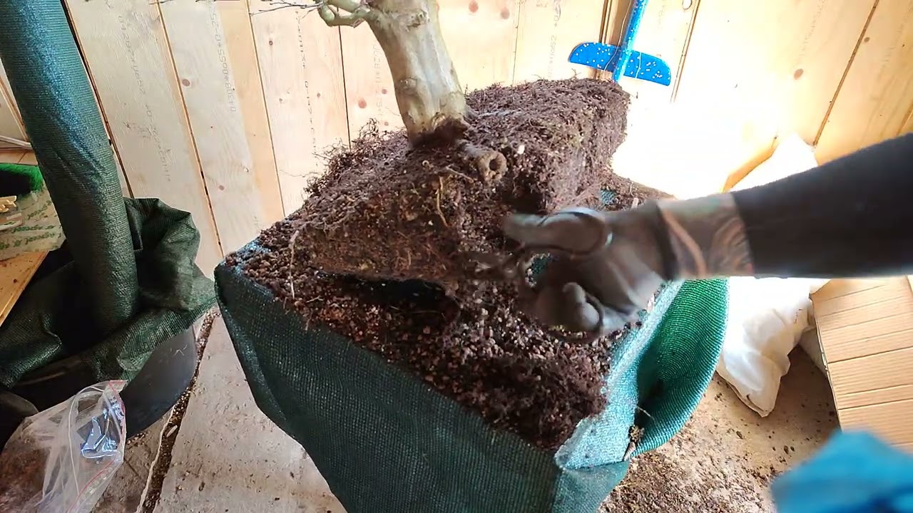 przesadzanie grabu. repotting carpinus bonsai