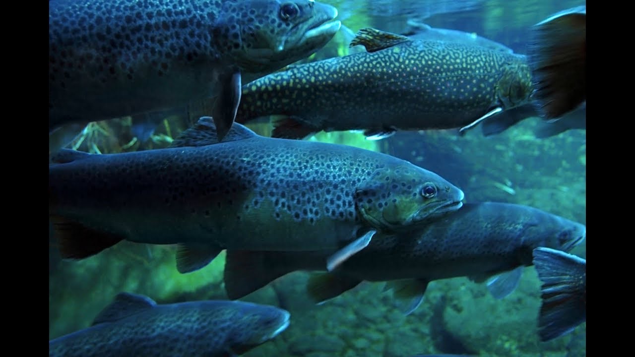 Atlantium Hydro-Optic (HOD) UV Aquaculture Solutions