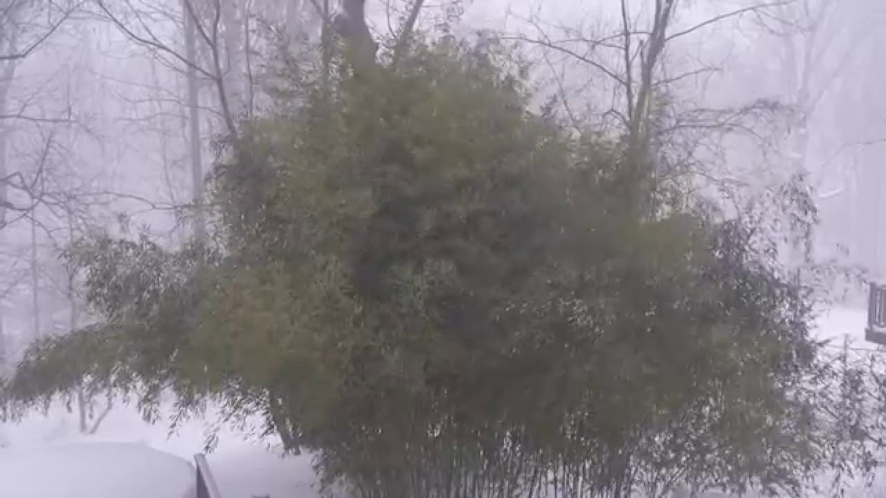 Bamboo dancing in the Jonas Blizzard of 2016