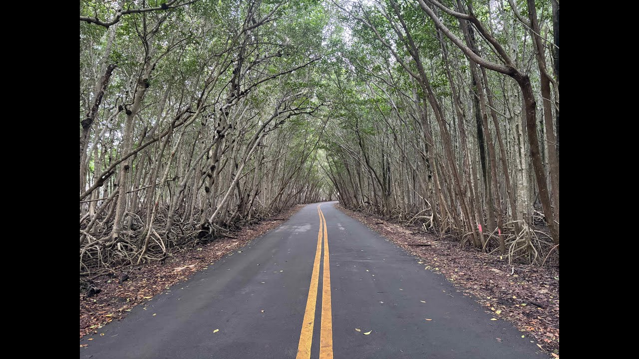 Relaxing Bike Ride Through Pinecrest | Woods to the Beach 🌲🌊