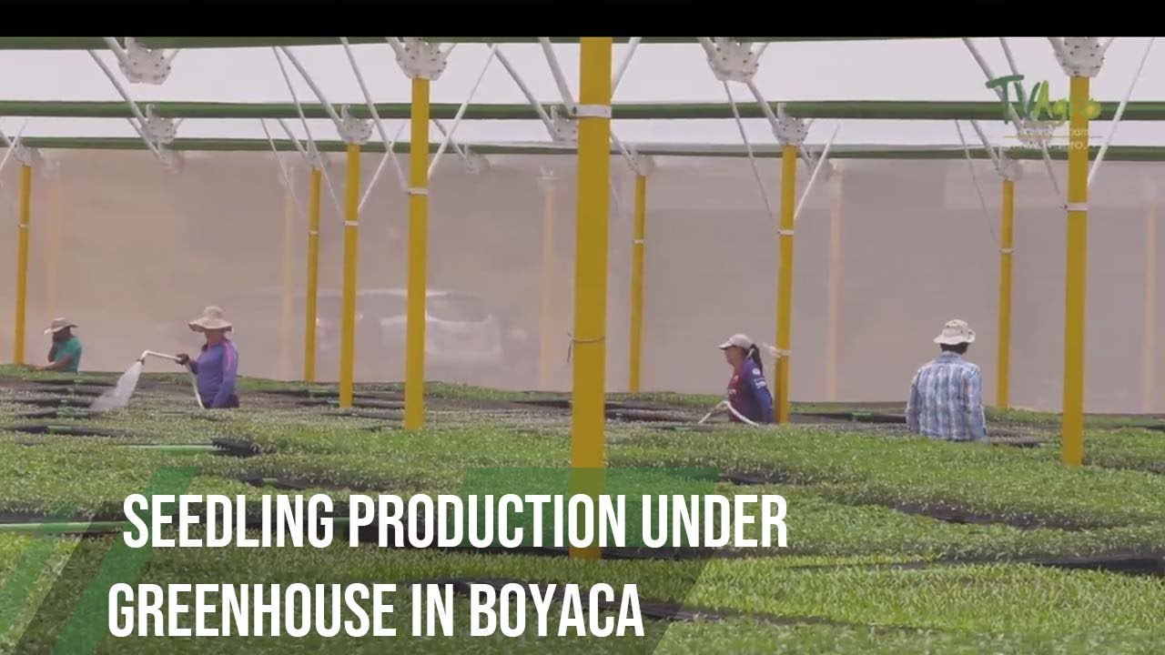 Seedling Production Under Greenhouse in Boyaca
