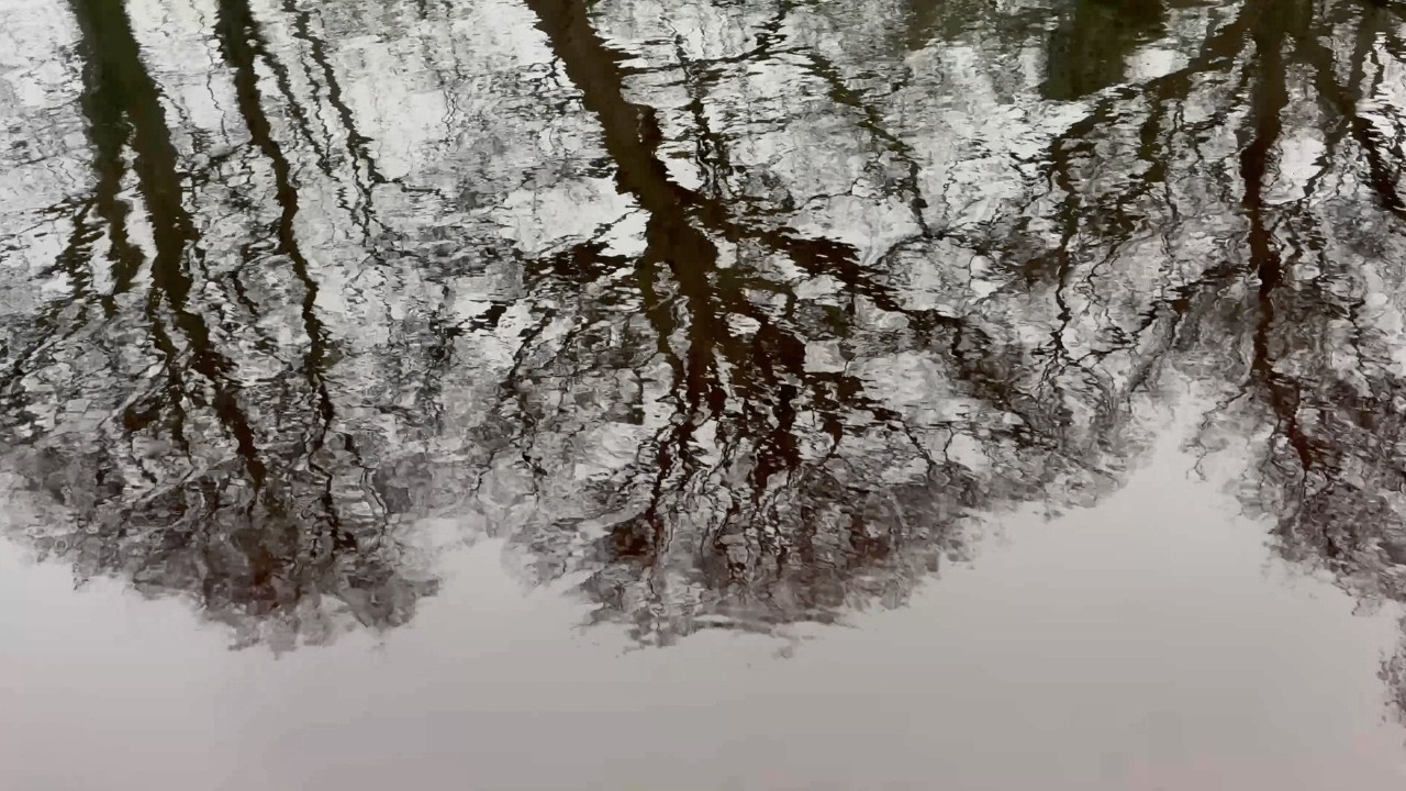 Mesmerising & Relaxing Nature Sounds with Water & Birds Chirping for Deep Sleep | 1 Hour