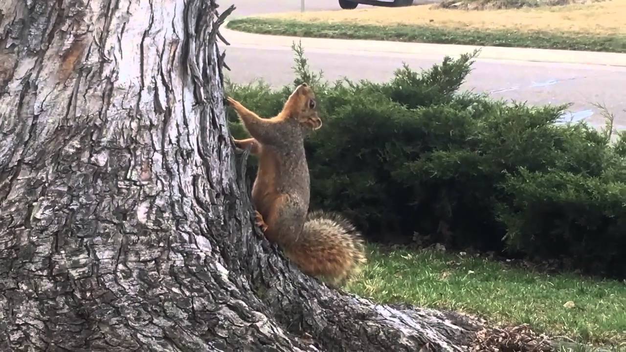 Rabid squirrel