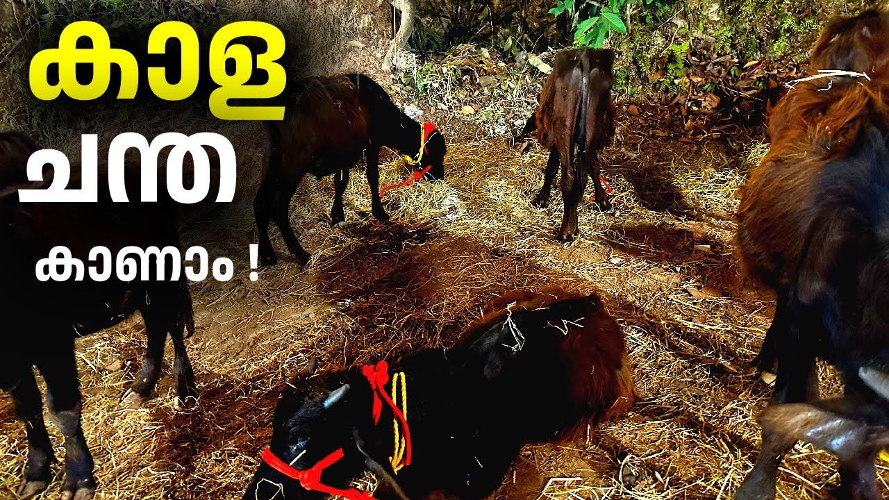 പാലോട്  കാള  ചന്ത | Palode mela | Trivandrum |Malayalam vlog | പലോട് മേള @ektabyrani 