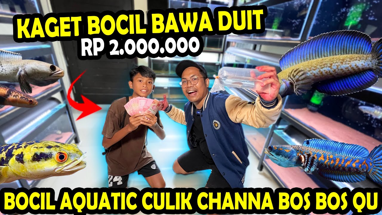 KAGET!!! BOCIL BAWA DUIT 2 JUTA? MAU CULIK KOLEKSI CHANNA BOS BOS QU